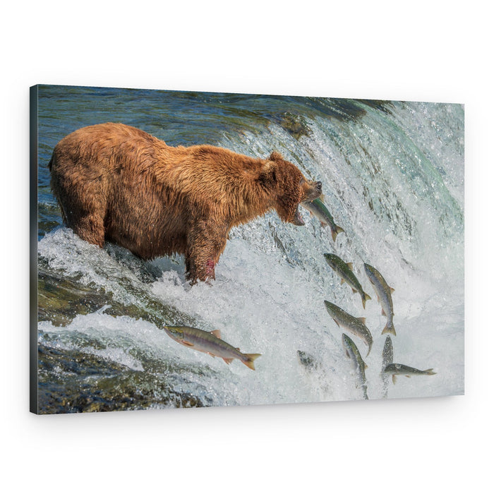 Wild Bear Fishing – Canvas Print