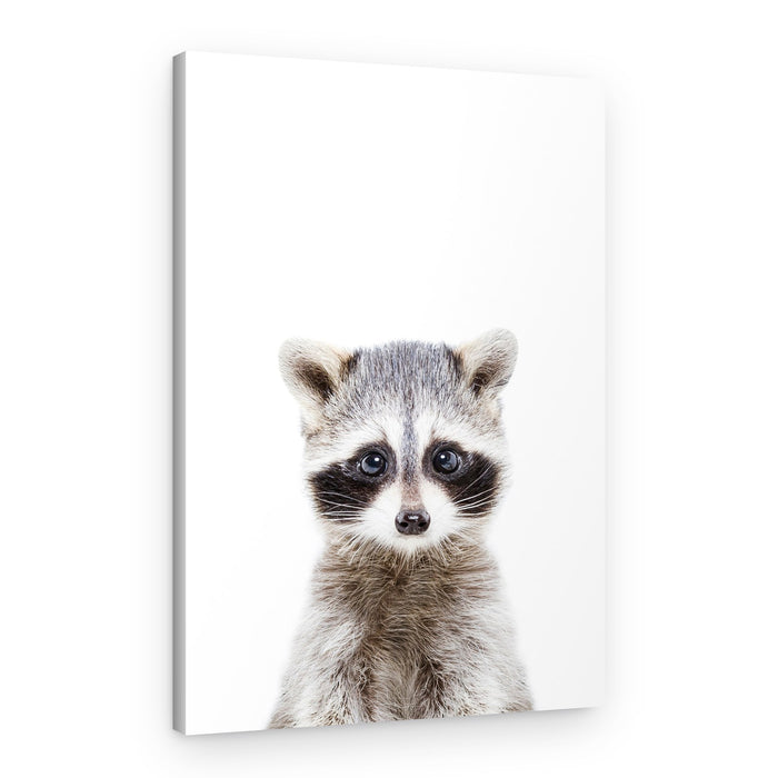 Baby Racoon – Canvas Print