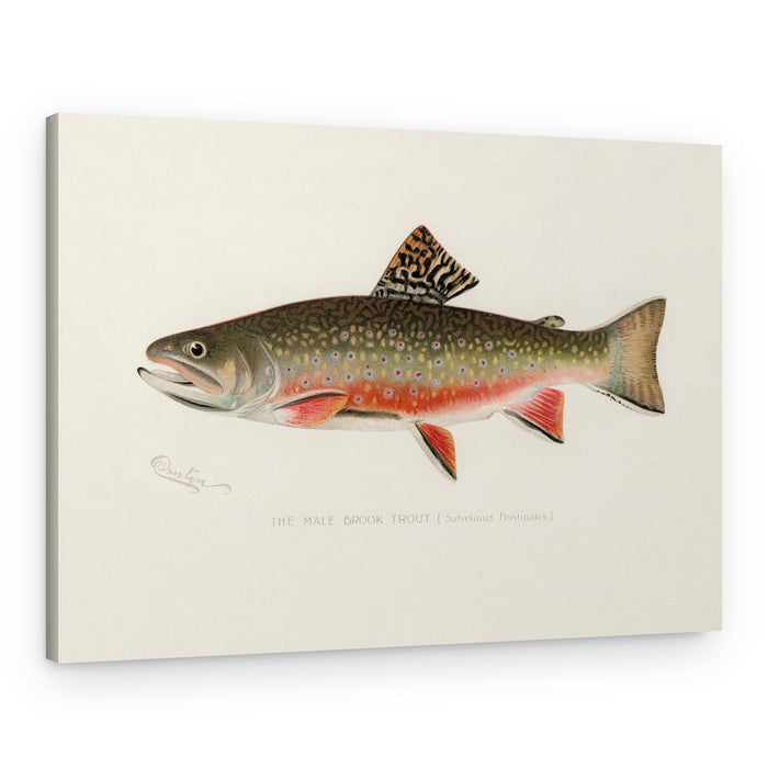 Male Brook Trout – Canvas Print