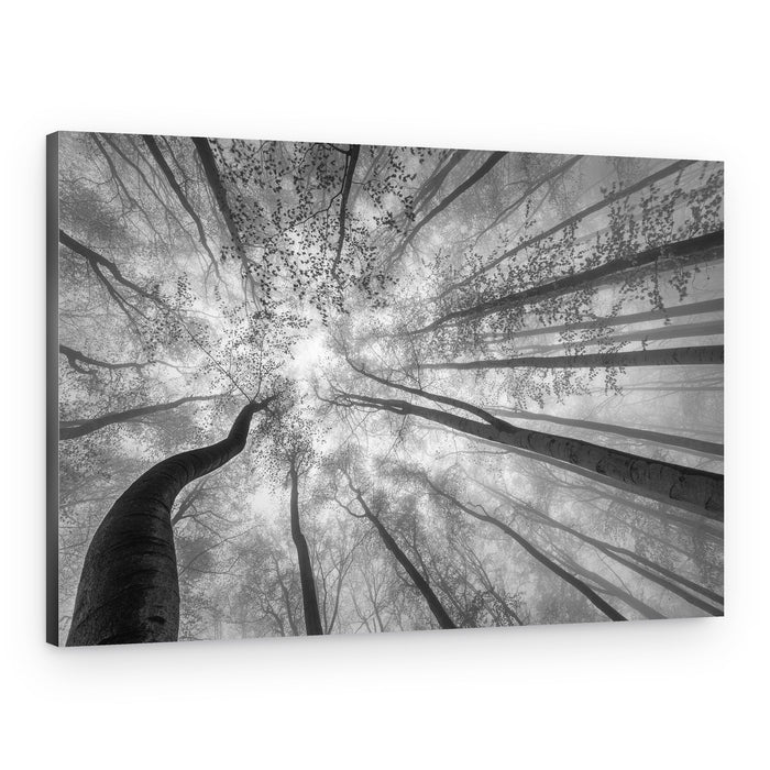 Misty Forest Canopy – Canvas Print