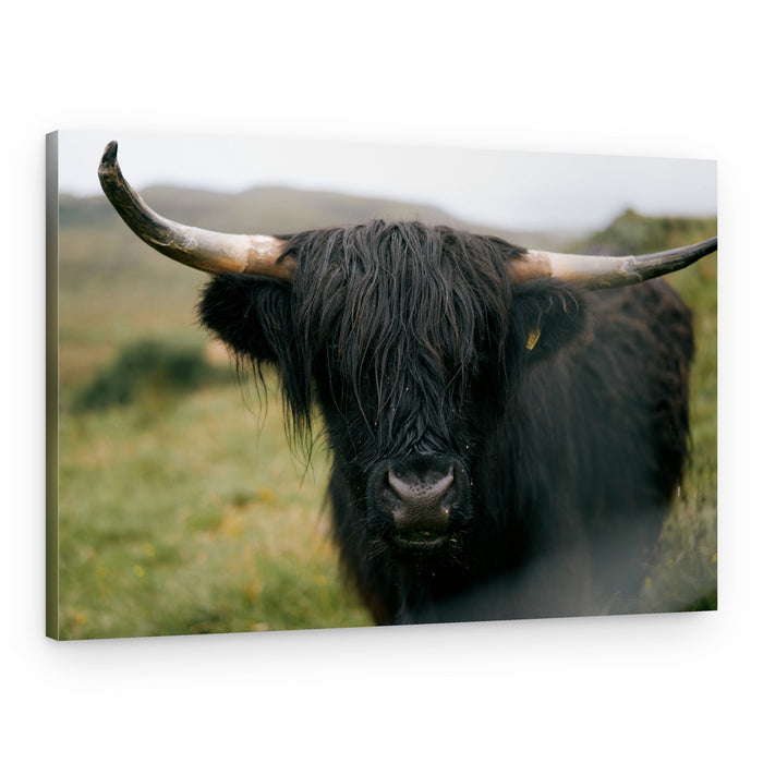 Shaggy Highland Cow – Canvas Print