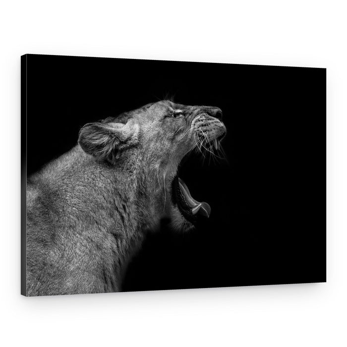 Powerful Lioness Roar – Canvas Print