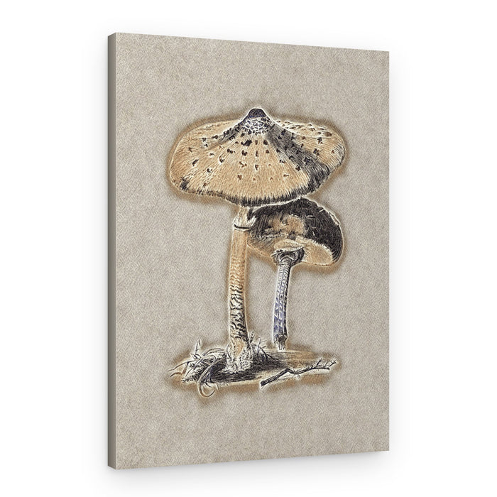 Hand Drawn Parasol Mushroom Brown – Canvas Print