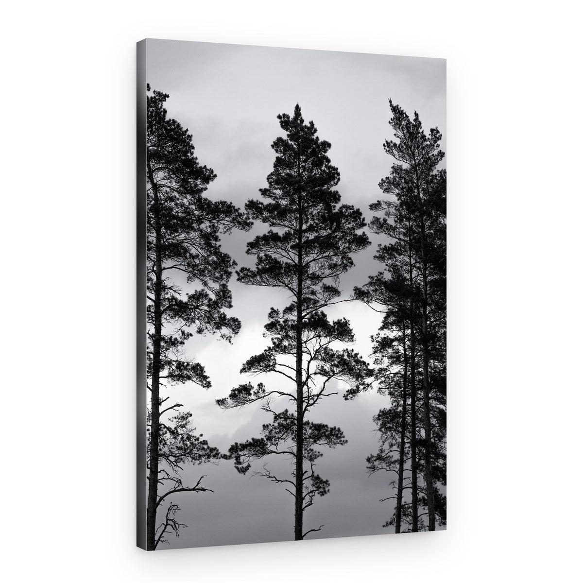 Swedish Trees – Canvas Print