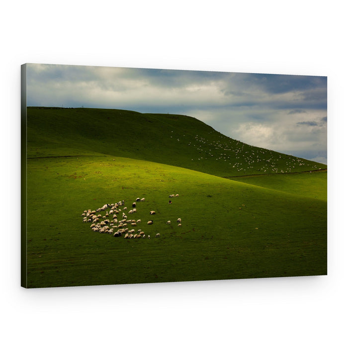 Rolling Hills Sheep Flock – Canvas Print