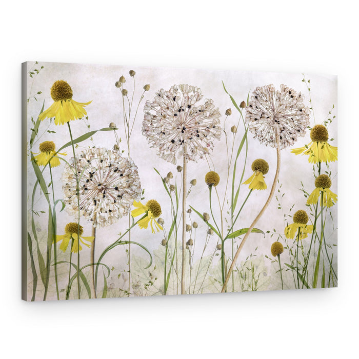 Alliums and heleniums – Canvas Print