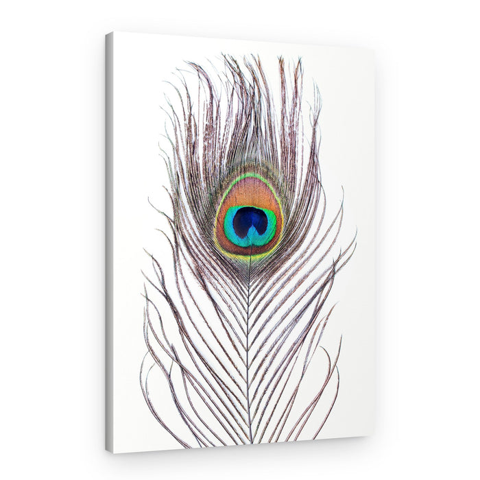 Peacock Feather – Canvas Print