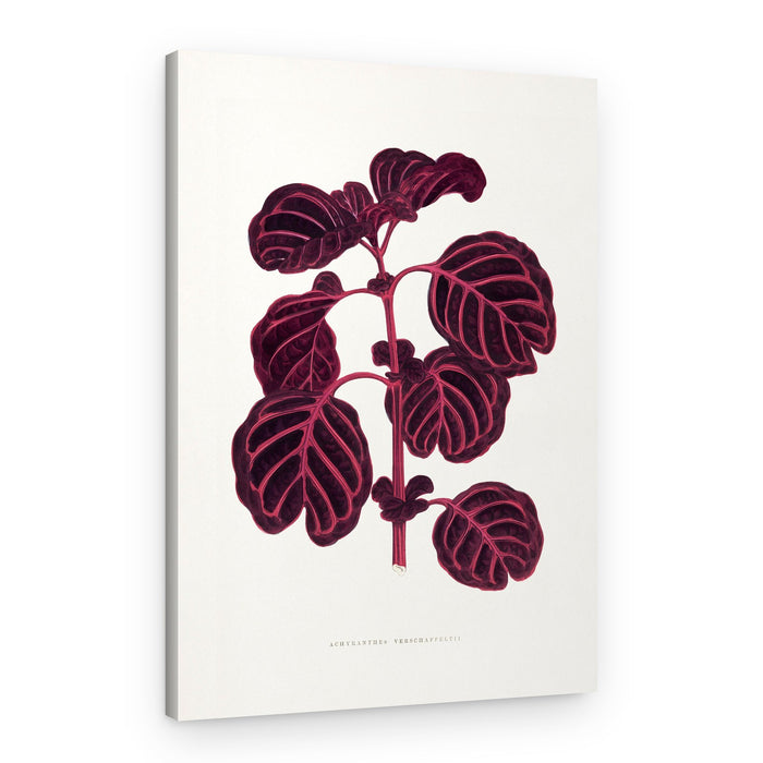 Pink Achyranthes Verschaffeltii Leaf Illustratio – Canvas Print