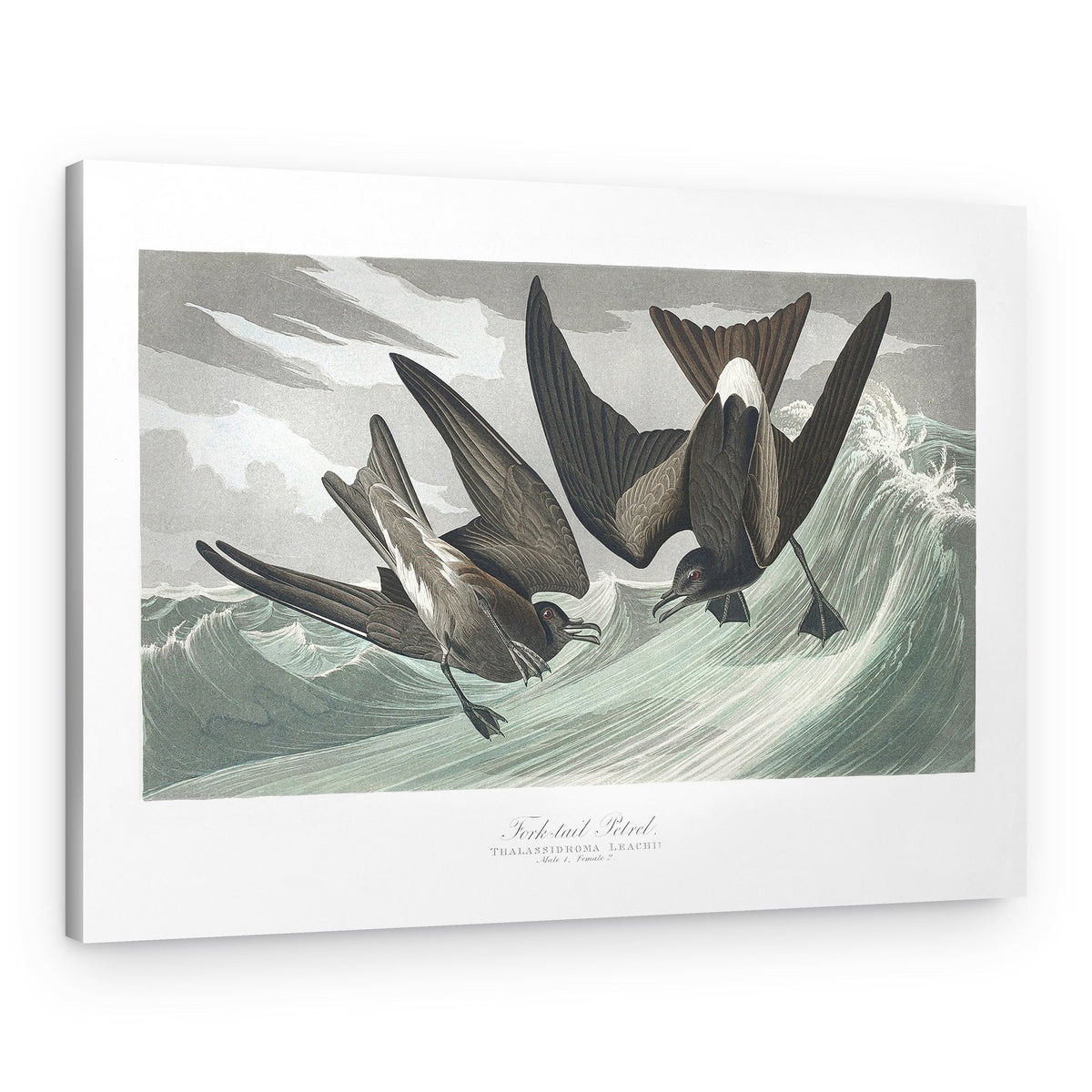 Fork Tailed Petrel From Birds of America (1827) – Canvas Print