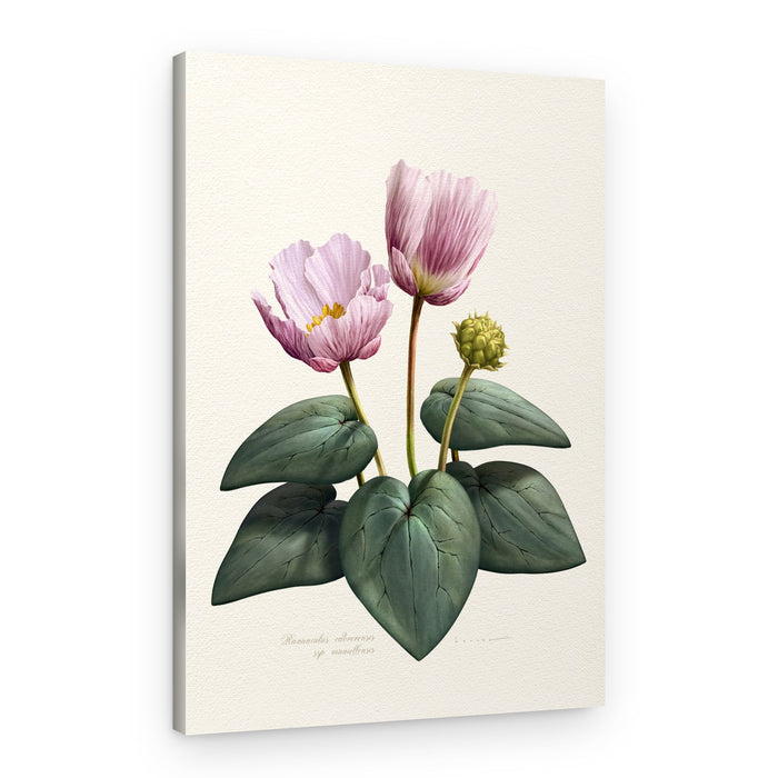 Elegant Pink Botanical Flowers – Canvas Print