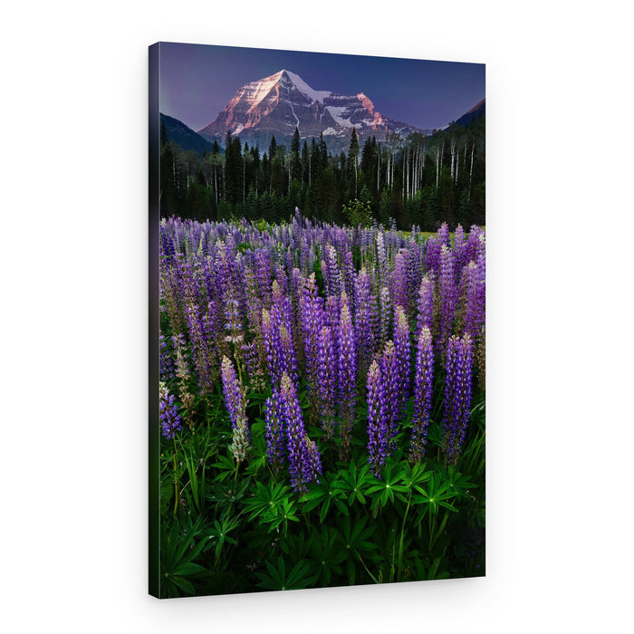 Mt Robson – Canvas Print
