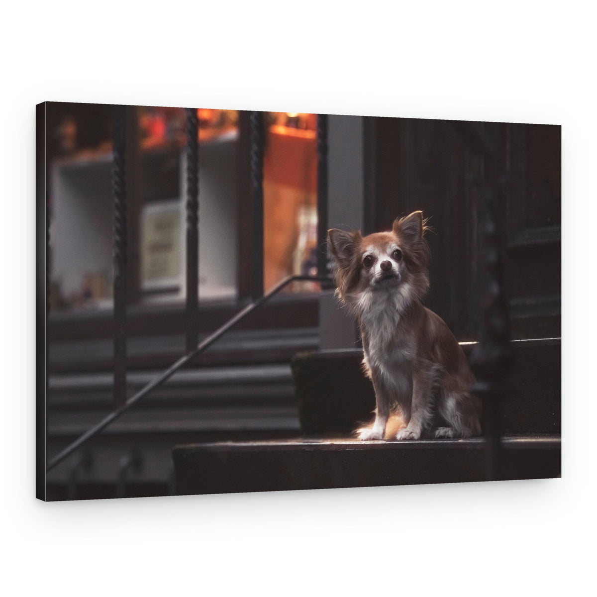 Alert Chihuahua – Canvas Print