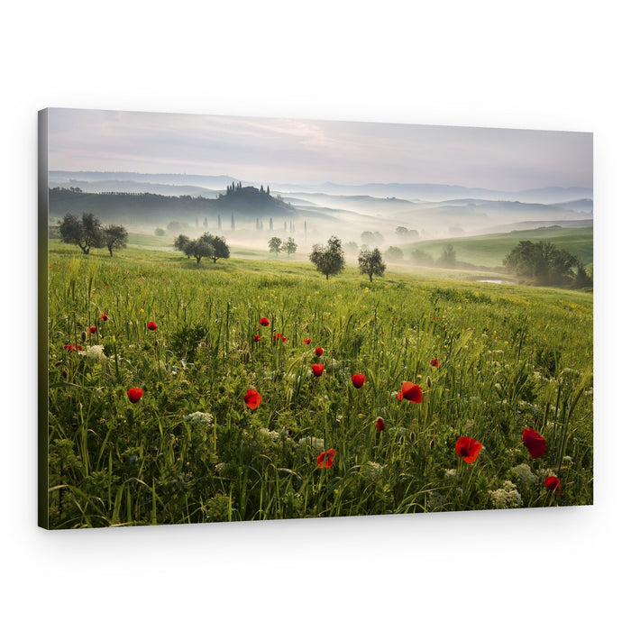 Misty Tuscan Poppies – Canvas Print