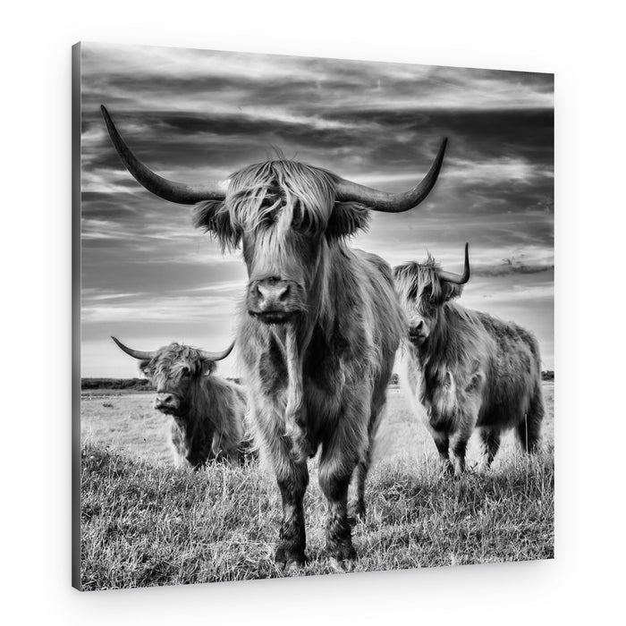 Majestic Highland Cows – Canvas Print