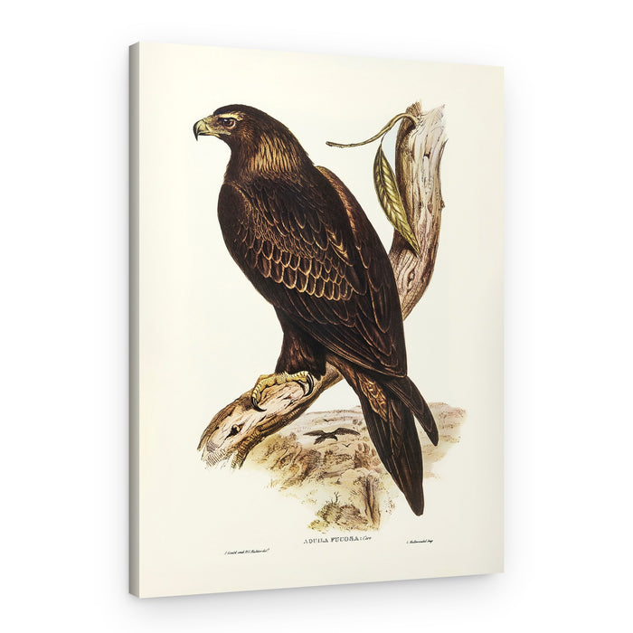 Wedge Tailed Eagle – Canvas Print