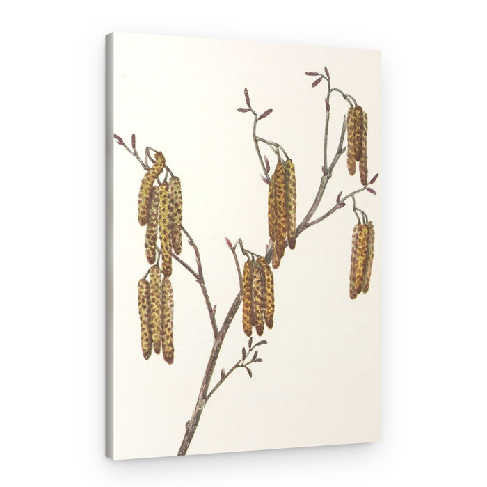 Hazel Alder (alnus Regosa) From North American Wildflowers (1925) By Mary Vaux Walcott – Canvas Print