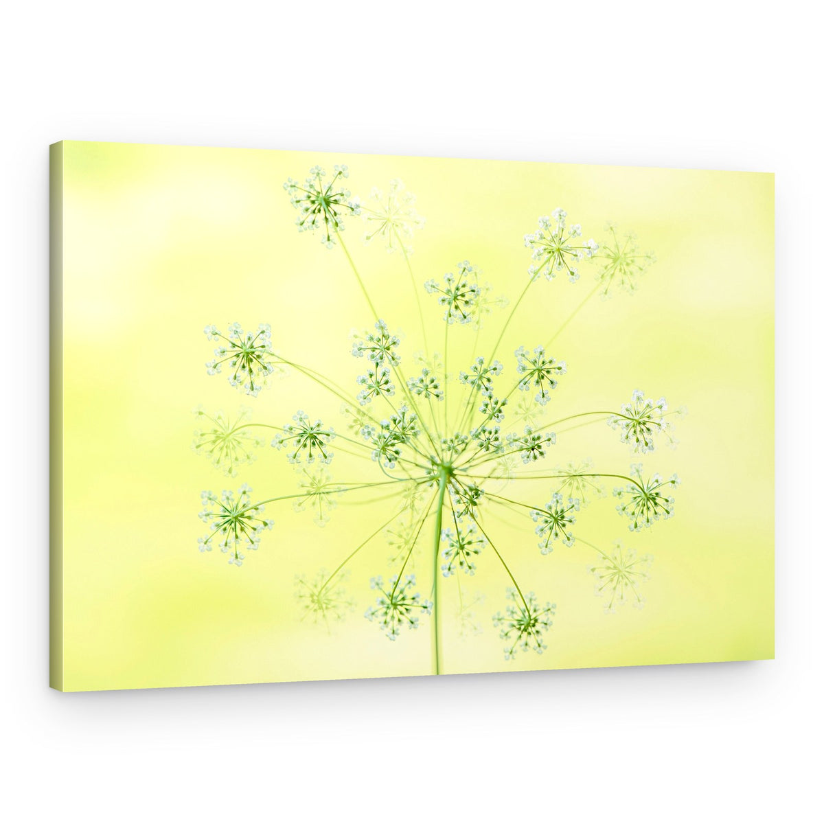 Delicate White Blooms – Canvas Print