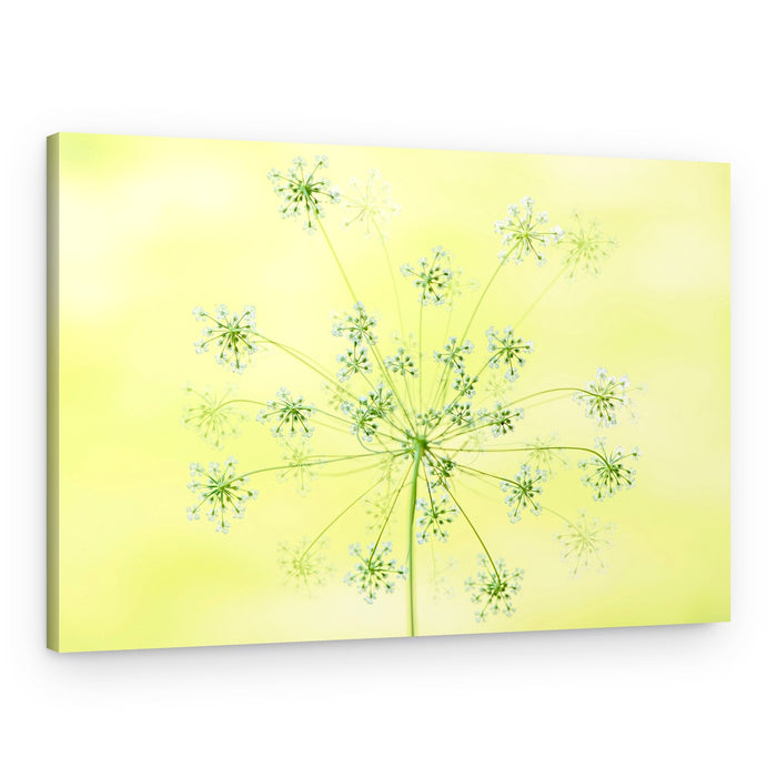 Delicate White Blooms – Canvas Print