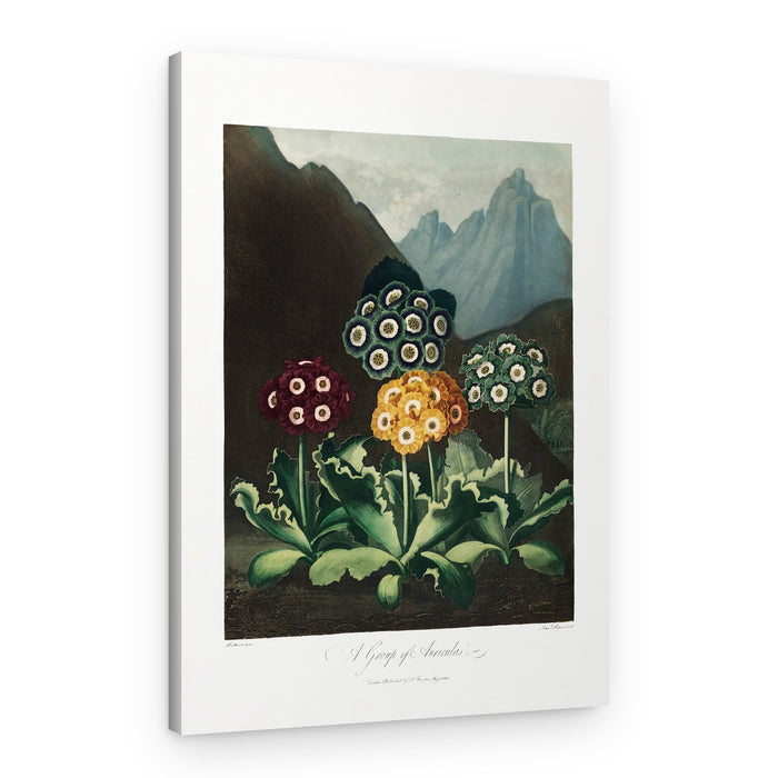 A Group of Auriculas from The Temple of Flora (1807) – Canvas Print