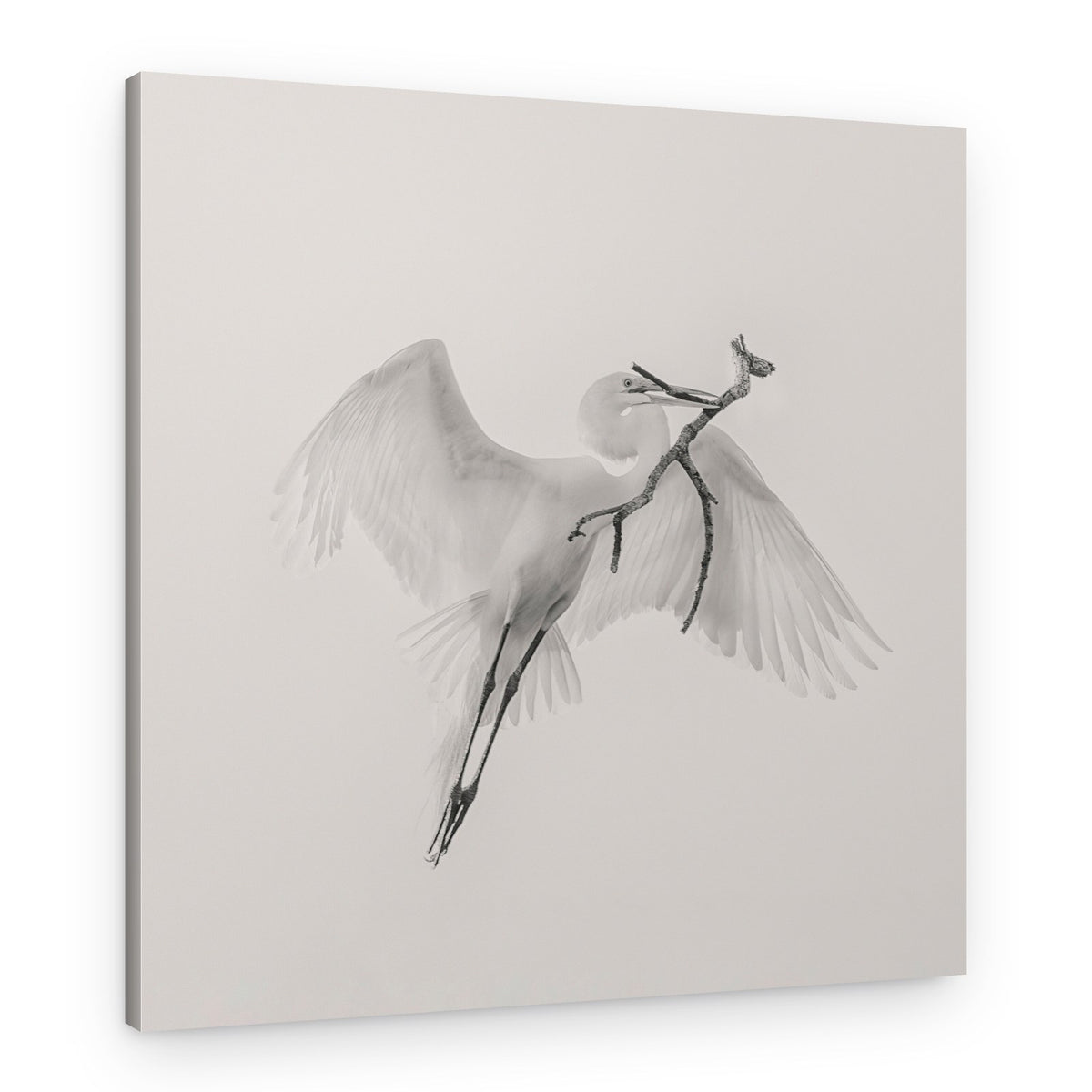 White Egret Carrying Branch – Canvas Print