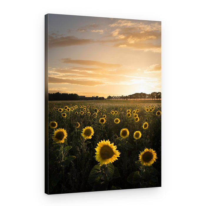 Golden Sunflower Field – Canvas Print
