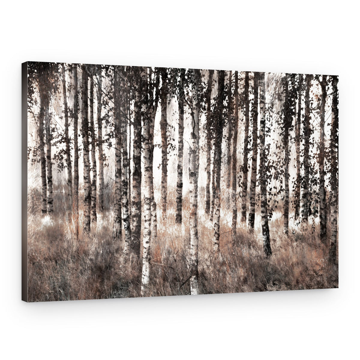 Misty Birch Forest – Canvas Print