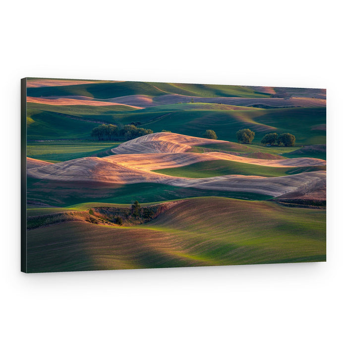 Golden Rolling Hills – Canvas Print