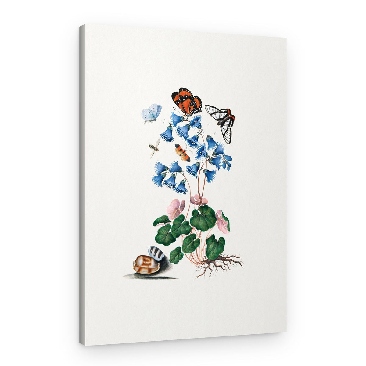 Soldanella – Canvas Print