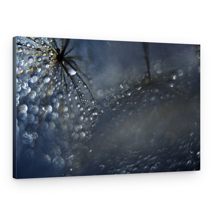 Dandelion Dew Drops – Canvas Print