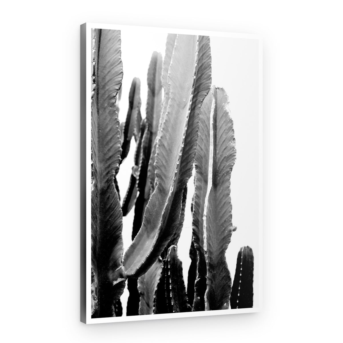 Cactus Elegance – Canvas Print