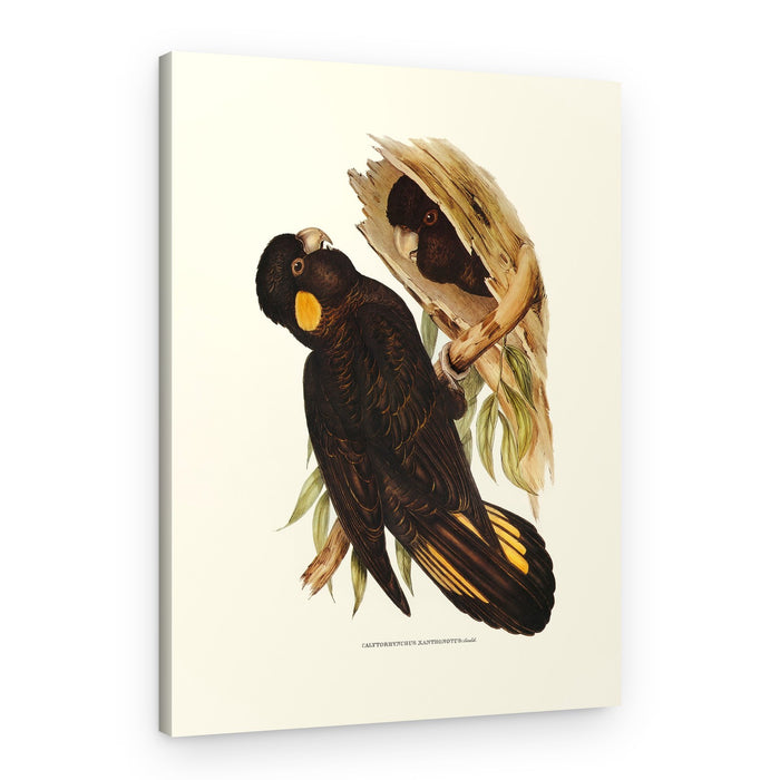 Yellow Eared Black Cockatoo – Canvas Print