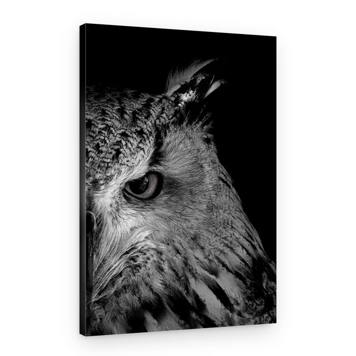 Intense Owl Gaze – Canvas Print