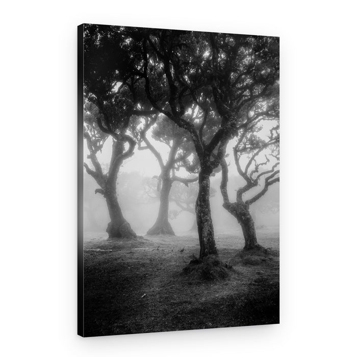 Enchanted Foggy Forest – Canvas Print