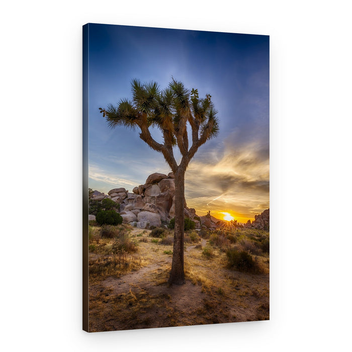 Joshua Tree Sunset – Canvas Print