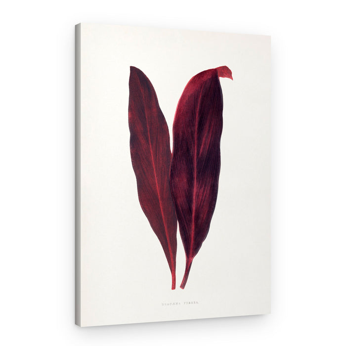 Pink Dracaena Ferrea Leaf Illustration – Canvas Print