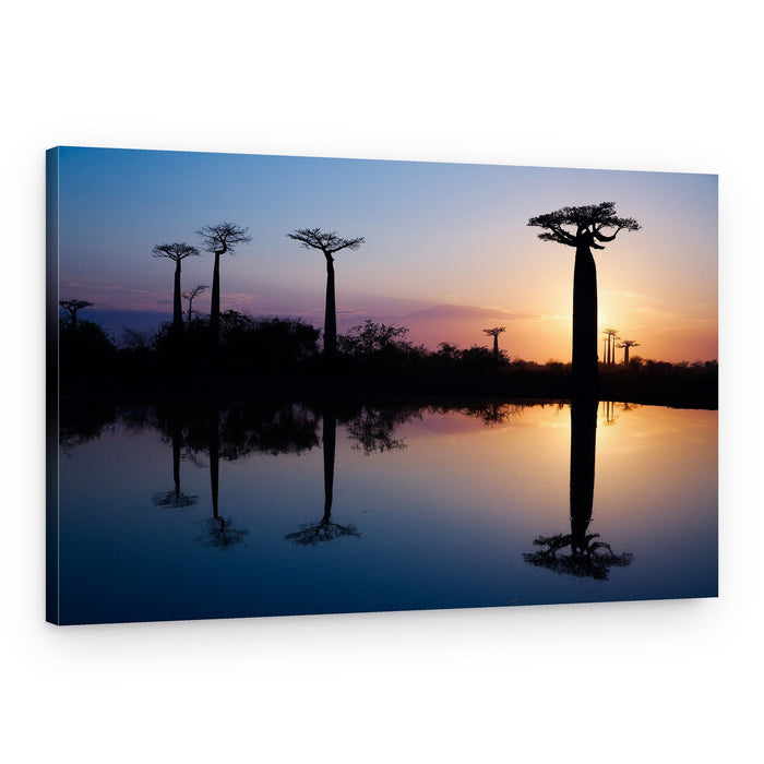 Vibrant Baobab Reflections – Canvas Print