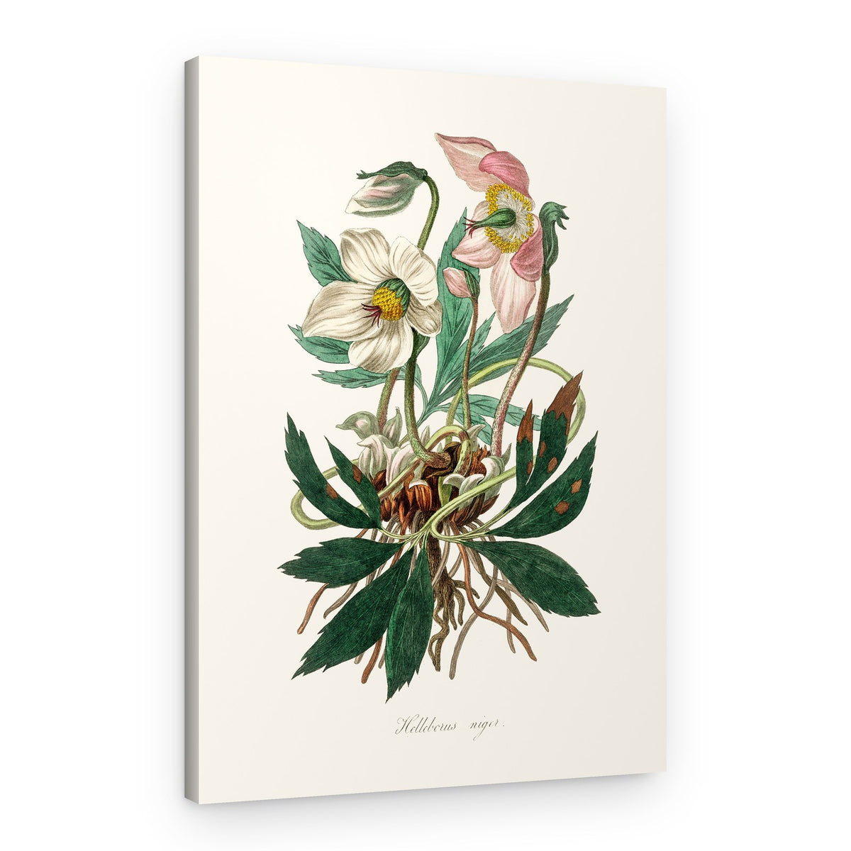 Christmas Rose (helleborus Niger) Medical Botany – Canvas Print