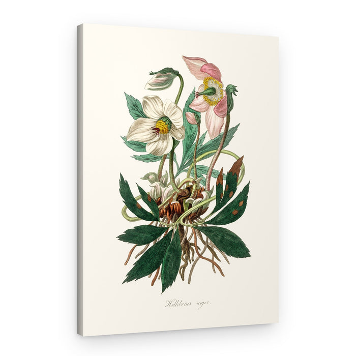 Christmas Rose (helleborus Niger) Medical Botany – Canvas Print