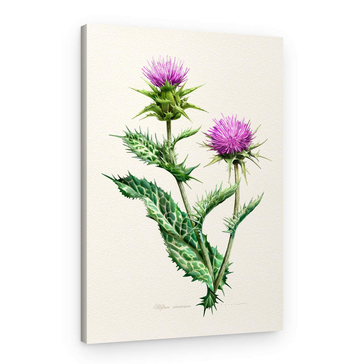 Vibrant Thistle Botanical – Canvas Print