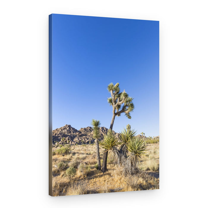 Joshua Tree Desert Sky – Canvas Print