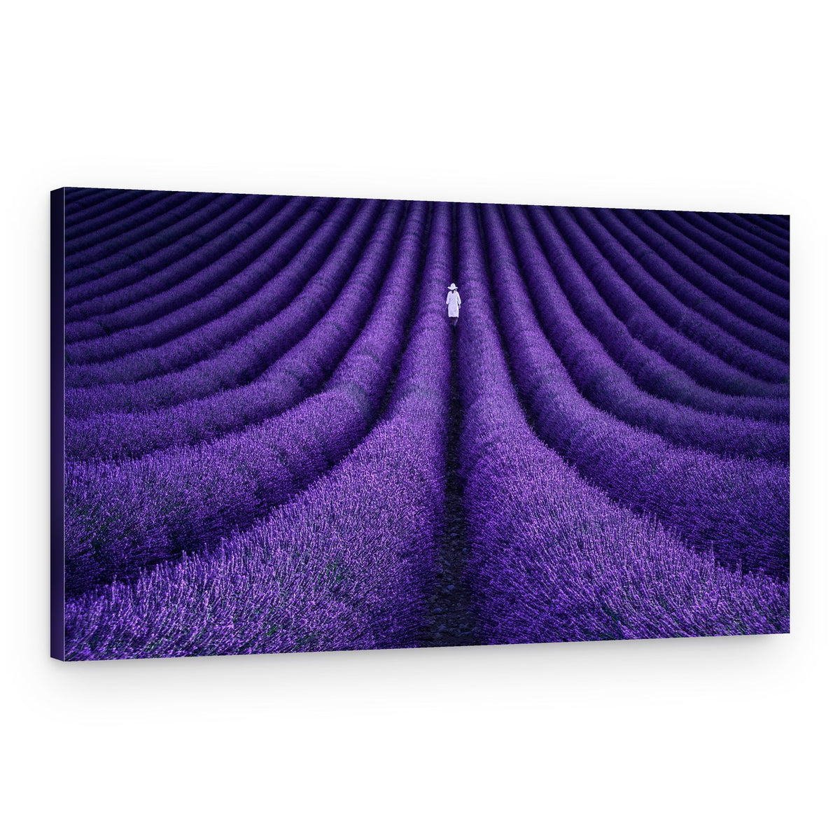 Lavender Field Solitude – Canvas Print