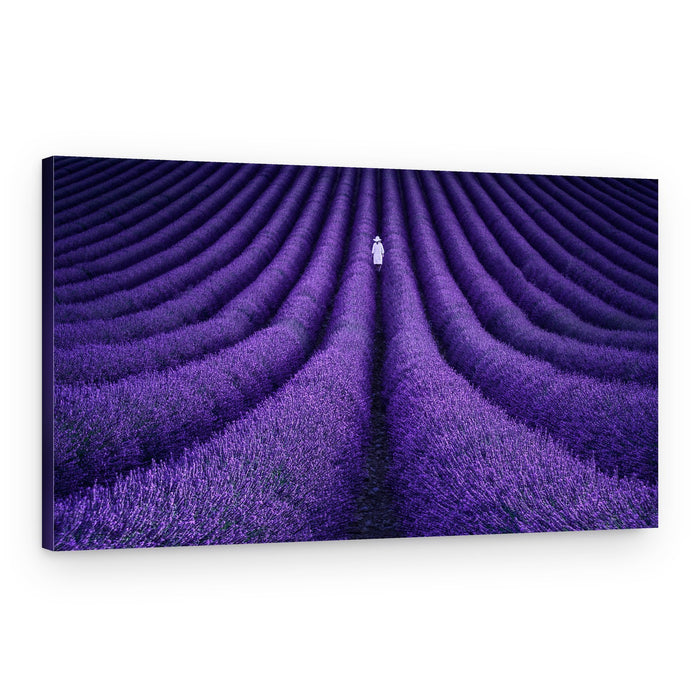 Lavender Field Solitude – Canvas Print