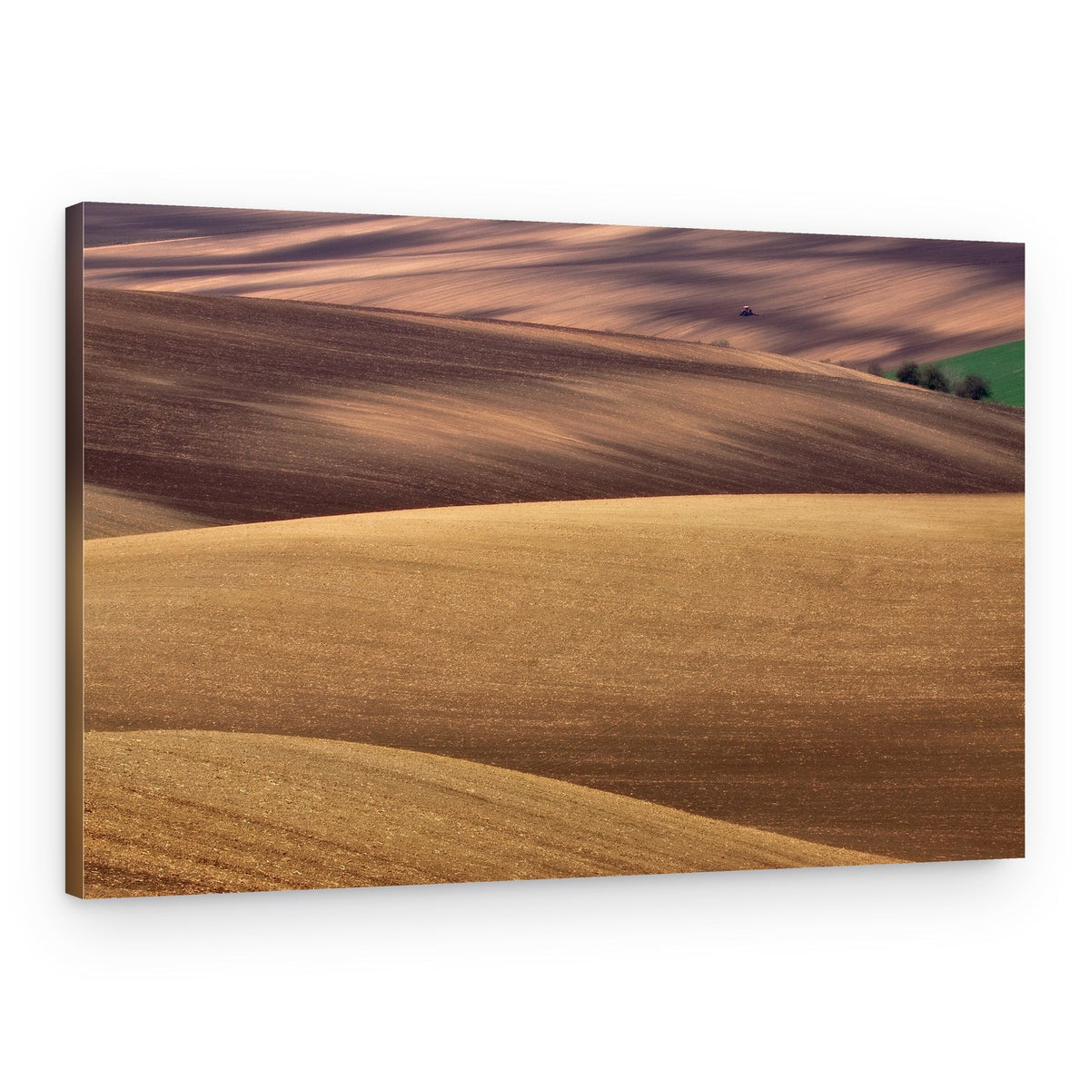 Sunlit Rolling Fields – Canvas Print