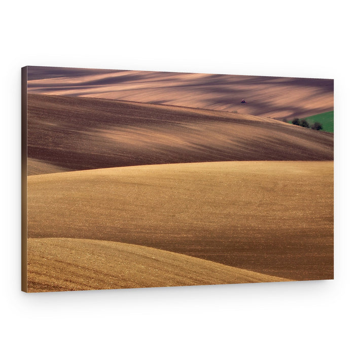 Sunlit Rolling Fields – Canvas Print