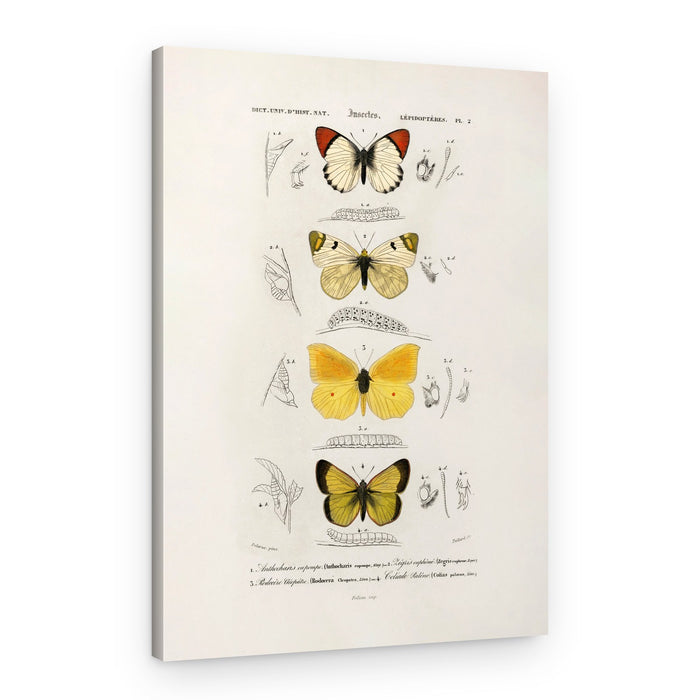 Different Types of Butterflies – Canvas Print