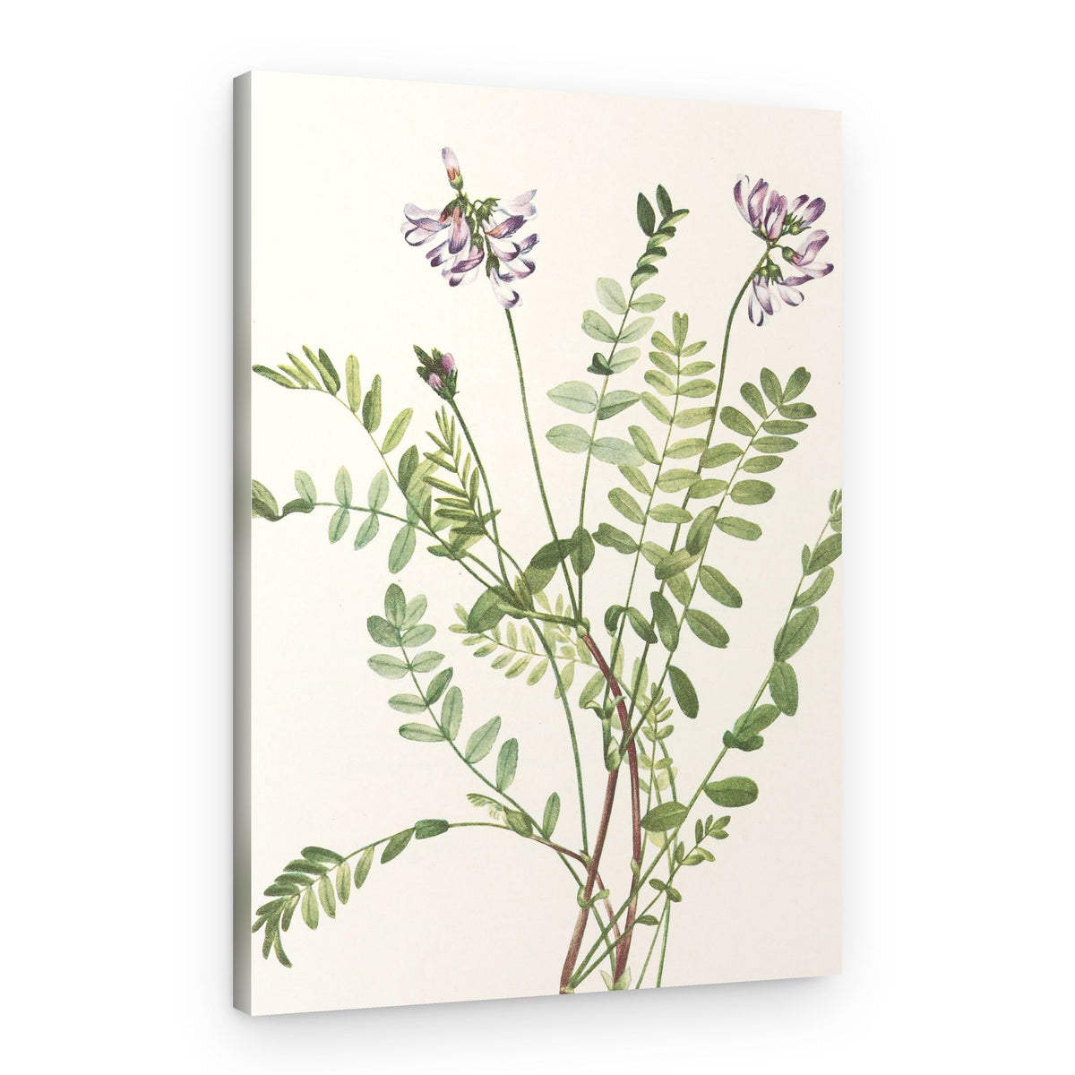 Alpine Milkvetch From North American Wildflowers (1925) By Mary Vaux Walcott – Canvas Print
