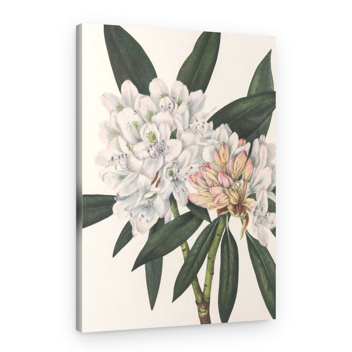Rosebay Rhododendron From North American Wildflowers (1925) By Mary Vaux Walcott – Canvas Print