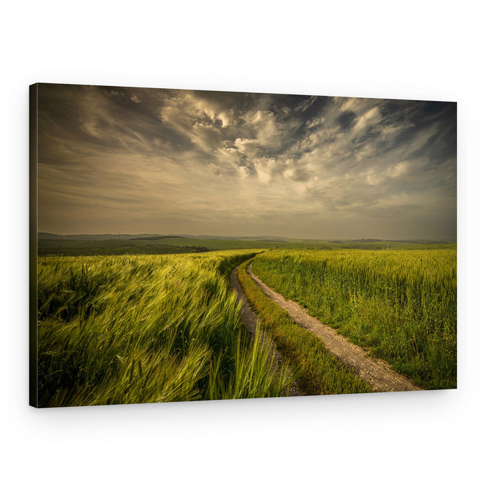 Winding Field Path – Canvas Print