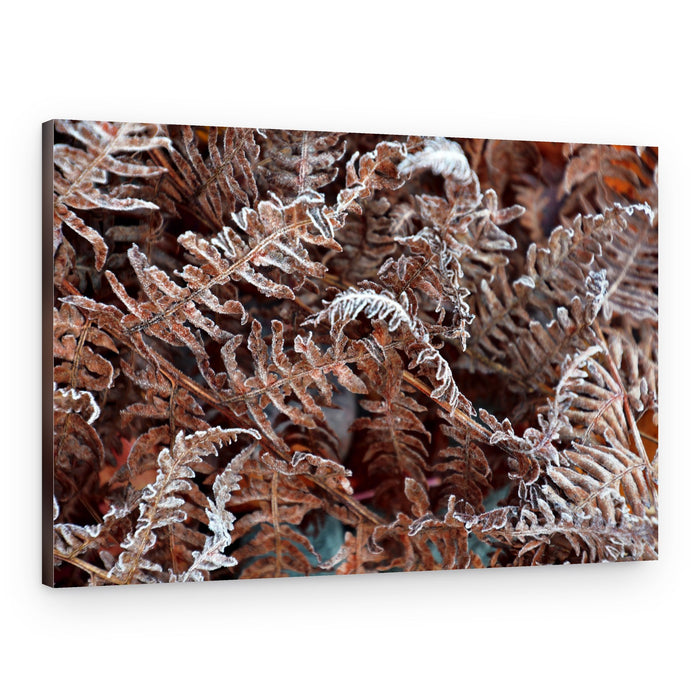 Frozen Ferns Winter – Canvas Print