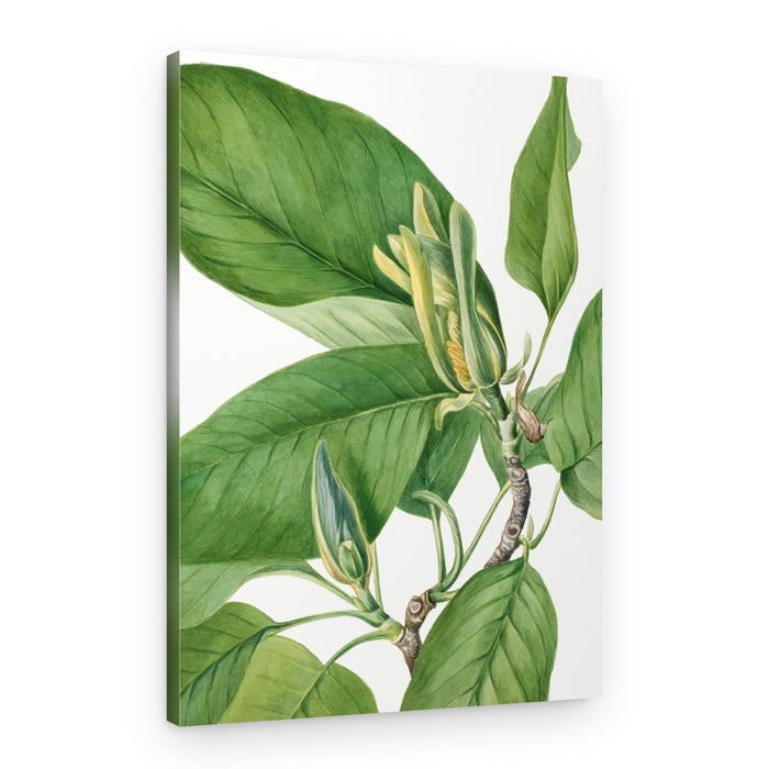 Cucumbertree 1922 – Canvas Print